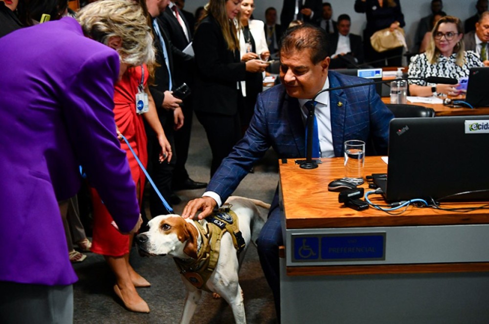 CSP aprova projeto que criminaliza agressões a animais usados por policiais