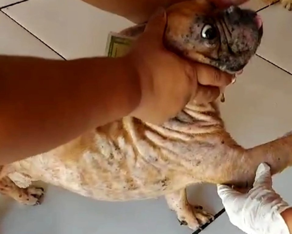 Mulher é presa em flagrante em operação de combate a maus-tratos contra animais em Cuiabá