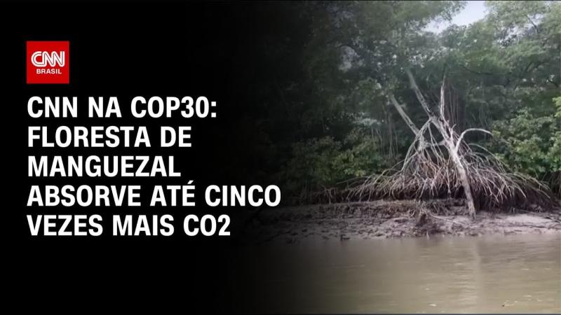Floresta de manguezal absorve até cinco vezes mais Co2 